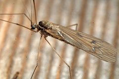 Trichocera bimacula by (c) Chris Baer, some rights reserved (CC BY), uploaded by Chris Baer. Used under a CC-BY license.
