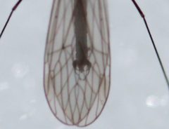 Trichocera salmani by (c) Jamie Griffiths, some rights reserved (CC BY), uploaded by Jamie Griffiths. Used under a CC-BY license.