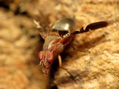 Delphinia picta by (c) Katja Schulz, some rights reserved (CC BY). Used under a CC-BY license.