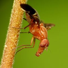 Delphinia picta by (c) Katja Schulz, some rights reserved (CC BY). Used under a CC-BY license.