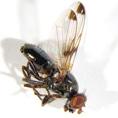 Euxesta pechumani by (c) carnifex, some rights reserved (CC BY), uploaded by carnifex. Used under a CC-BY license.