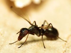 Myrmecothea by (c) Katja Schulz, some rights reserved (CC BY). Used under a CC-BY license.