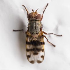 Ceroxys by (c) Ken-ichi Ueda, some rights reserved (CC BY), uploaded by Ken-ichi Ueda. Used under a CC-BY license.