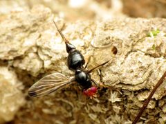 Pseudoseioptera by (c) Katja Schulz, some rights reserved (CC BY), uploaded by Katja Schulz. Used under a CC-BY license.