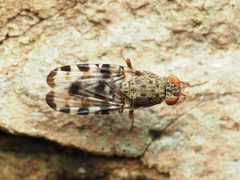 Pseudotephritis approximata by (c) Katja Schulz, some rights reserved (CC BY), uploaded by Katja Schulz. Used under a CC-BY license.