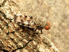 Pseudotephritis approximata by (c) Katja Schulz, some rights reserved (CC BY), uploaded by Katja Schulz. Used under a CC-BY license.