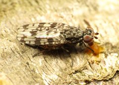 Pseudotephritis corticalis by (c) Katja Schulz, some rights reserved (CC BY). Used under a CC-BY license.