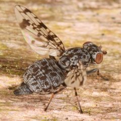 Pseudotephritis corticalis by (c) skitterbug, some rights reserved (CC BY), uploaded by skitterbug. Used under a CC-BY license.