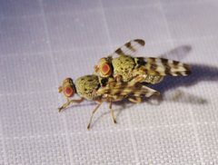 Pseudotephritina cribellum by (c) Annika Lindqvist, some rights reserved (CC BY), uploaded by Annika Lindqvist. Used under a CC-BY license.