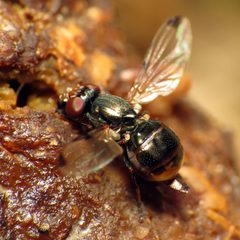 Ulidiinae by (c) Katja Schulz, some rights reserved (CC BY). Used under a CC-BY license.
