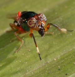 Physiphora clausa by (c) Bruno Henrique Aranda, some rights reserved (CC BY), uploaded by Bruno Henrique Aranda. Used under a CC-BY license.