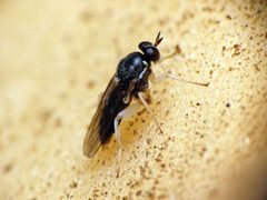 Solva crepuscula by (c) Katja Schulz, some rights reserved (CC BY). Used under a CC-BY license.