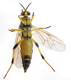 Xylomya terminalis by (c) Christian Back, some rights reserved (CC BY), uploaded by Christian Back. Used under a CC-BY license.