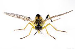 Xylomya terminalis by (c) Christian Back, some rights reserved (CC BY), uploaded by Christian Back. Used under a CC-BY license.
