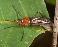 Dialysis fasciventris by (c) skitterbug, some rights reserved (CC BY), uploaded by skitterbug. Used under a CC-BY license.