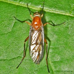 Dialysis rufithorax by (c) Bill Keim, some rights reserved (CC BY). Used under a CC-BY license.