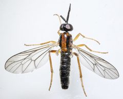 Rachicerus honestus by (c) Don Loarie, some rights reserved (CC BY), uploaded by Don Loarie. Used under a CC-BY license.