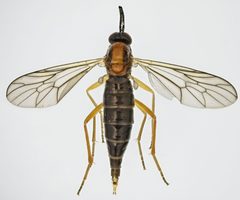 Rachicerus honestus by (c) Don Loarie, some rights reserved (CC BY), uploaded by Don Loarie. Used under a CC-BY license.