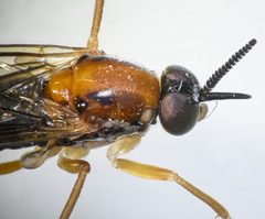 Rachicerus honestus by (c) Don Loarie, some rights reserved (CC BY), uploaded by Don Loarie. Used under a CC-BY license.