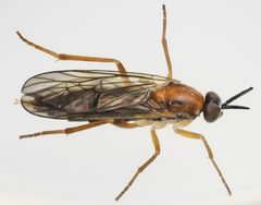 Rachicerus honestus by (c) Don Loarie, some rights reserved (CC BY), uploaded by Don Loarie. Used under a CC-BY license.