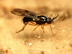 Rachicerus by (c) Katja Schulz, some rights reserved (CC BY). Used under a CC-BY license.