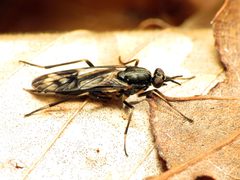 Xylophagus by (c) Katja Schulz, some rights reserved (CC BY). Used under a CC-BY license.