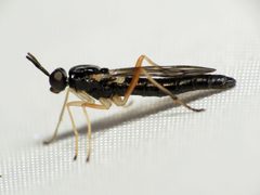 Xylophagus by (c) Katja Schulz, some rights reserved (CC BY). Used under a CC-BY license.