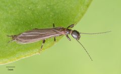 Oligotoma nigra by no rights reserved, uploaded by Jesse Rorabaugh. Used under a CC0 license.