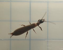 Oligotoma nigra by (c) Dmitry Babin, some rights reserved (CC BY), uploaded by Dmitry Babin. Used under a CC-BY license.