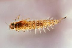 Ameletus ludens by (c) Christine Young, some rights reserved (CC BY), uploaded by Christine Young. Used under a CC-BY license.