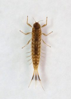 Ameletus ludens by (c) Christine Young, some rights reserved (CC BY), uploaded by Christine Young. Used under a CC-BY license.
