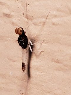 Baetis intercalaris by (c) Mark Richman, some rights reserved (CC BY), uploaded by Mark Richman. Used under a CC-BY license.