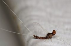 Callibaetis ferrugineus ferrugineus by (c) Nick Block, some rights reserved (CC BY), uploaded by Nick Block. Used under a CC-BY license.