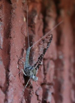 Callibaetis ferrugineus hageni by (c) Rebecca Ray, some rights reserved (CC BY), uploaded by Rebecca Ray. Used under a CC-BY license.