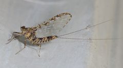Callibaetis pictus by (c) Don Loarie, some rights reserved (CC BY). Used under a CC-BY license.