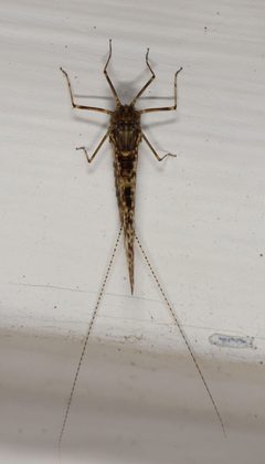 Callibaetis pictus by (c) Don Loarie, some rights reserved (CC BY). Used under a CC-BY license.