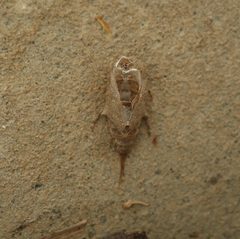 Baetisca lacustris by (c) mayfly1963, some rights reserved (CC BY), uploaded by mayfly1963. Used under a CC-BY license.