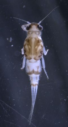 Caenis hilaris by (c) Joseph Aubert, some rights reserved (CC BY), uploaded by Joseph Aubert. Used under a CC-BY license.