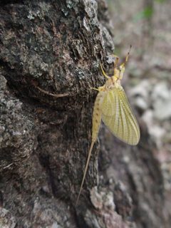 Ephemeridae by no rights reserved, uploaded by Schyler Brown. Used under a CC0 license.