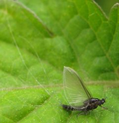 Tricorythodes explicatus by no rights reserved, uploaded by Adam Kranz. Used under a CC0 license.
