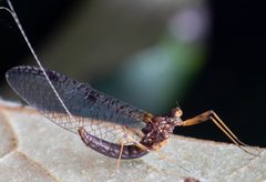 Leptophlebiidae by (c) Kane Fleury, some rights reserved (CC BY), uploaded by Kane Fleury. Used under a CC-BY license.