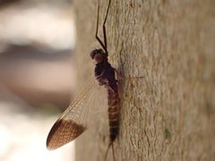 Leptophlebia nebulosa by (c) John Abrams, some rights reserved (CC BY), uploaded by John Abrams. Used under a CC-BY license.
