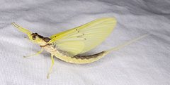 Pentagenia vittigera by (c) Alexis Smith, some rights reserved (CC BY), uploaded by Alexis Smith. Used under a CC-BY license.