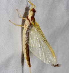 Pentagenia vittigera by (c) Joshua Ebright, some rights reserved (CC BY), uploaded by Joshua Ebright. Used under a CC-BY license.