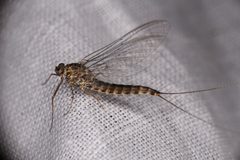 Siphlonurus columbianus by (c) Trevor Van Loon, some rights reserved (CC BY), uploaded by Trevor Van Loon. Used under a CC-BY license.