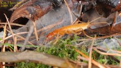 Grylloblattodea by (c) Kim, Hyun-tae, some rights reserved (CC BY), uploaded by Kim, Hyun-tae. Used under a CC-BY license.