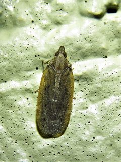 Cixidia fusca by (c) Annika Lindqvist, some rights reserved (CC BY), uploaded by Annika Lindqvist. Used under a CC-BY license.