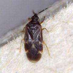 Buchananiella continua by (c) Barry Walter, some rights reserved (CC BY), uploaded by Barry Walter. Used under a CC-BY license.