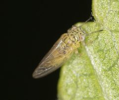Spondyliaspidinae by no rights reserved, uploaded by Jesse Rorabaugh. Used under a CC0 license.