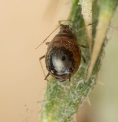 Brachycaudus cardui by no rights reserved, uploaded by Jesse Rorabaugh. Used under a CC0 license.